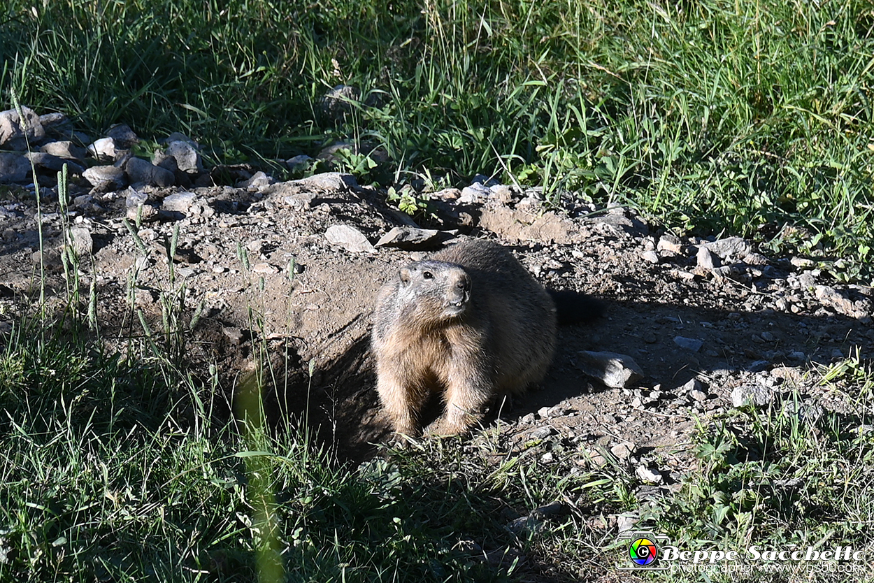 VBS_1 -  Plateau du Mont-Cenise, Grand Croix, Marmotte_-_0049 mt.jpg